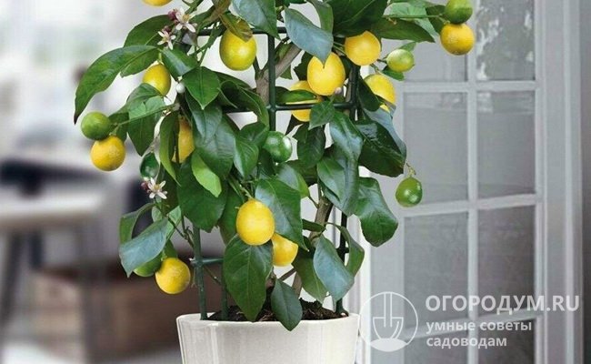Российские садоводы издавна выращивают лимоны в контейнерной культуре, особой популярностью пользуются сорта «Павловский», «Лунарио», «Мейер», «Новогрузинский»