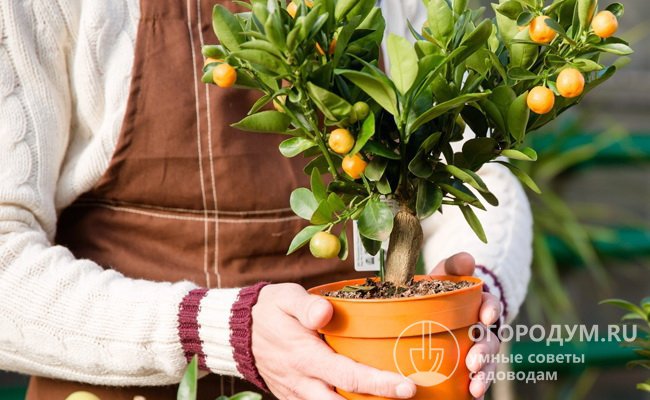 Плоды танжерина (на фото) широко применяются как лекарственное средство китайской народной медицины