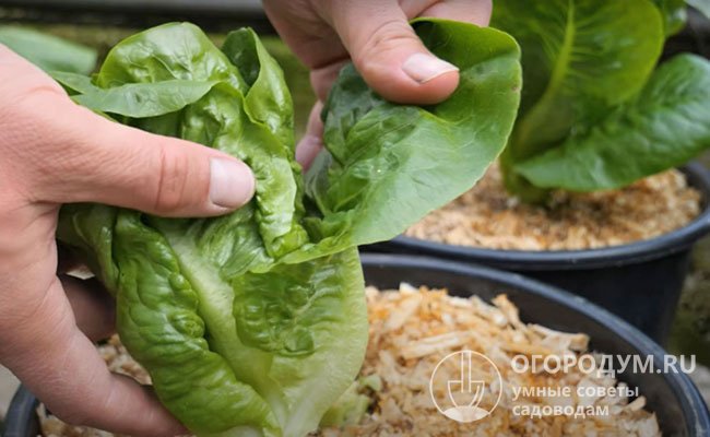 Выращивание салата на подоконнике зимой: пошаговая инструкция, советы повыращиванию в квартире