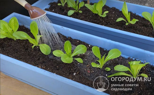 Соблюдение простых правил агротехники позволяет круглогодично получать экологически чистую, свежую зелень с максимальным содержанием витаминов
