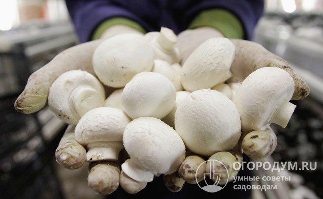 Свежие грибы – продукт скоропортящийся, их желательно сразу употреблять в пищу, пускать в переработку (например, замораживать), хранить в холодильнике не дольше 4-6 дней