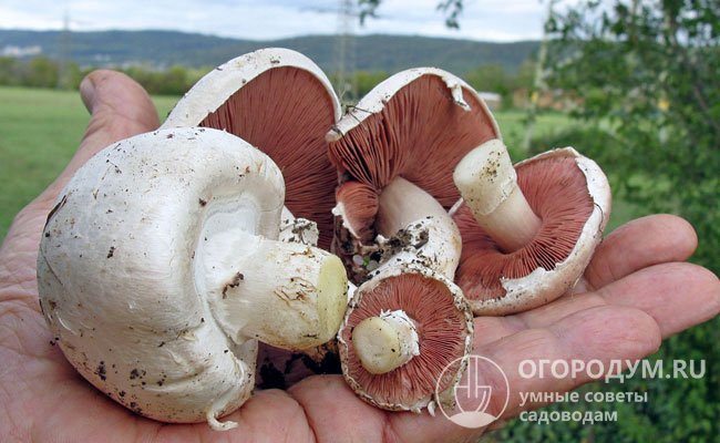 В естественных условиях грибы появляются с конца мая до середины осени на открытых пространствах, где мало травы