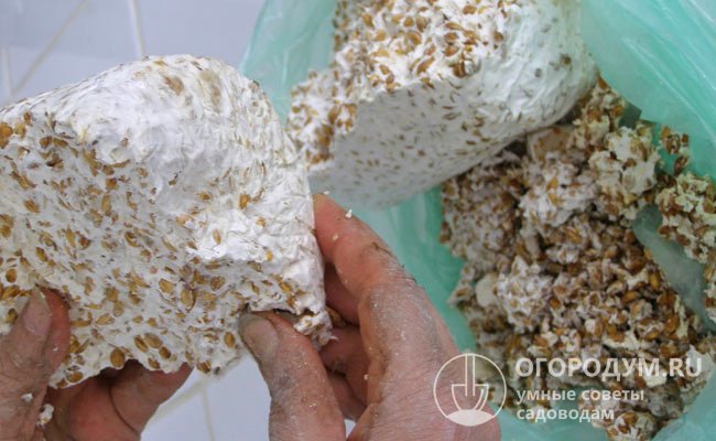 Качественный посадочный материал имеет свежий грибной запах, легко крошится в руках