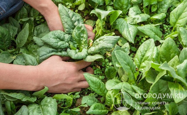 Выращивание шпината: пошаговая инструкция для начинающих садоводов