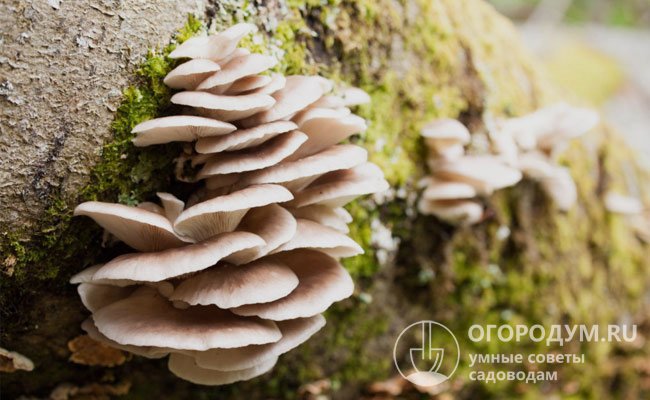 Свое название грибы получили за особенности расположения на деревьях – они как будто подвешены на стволах