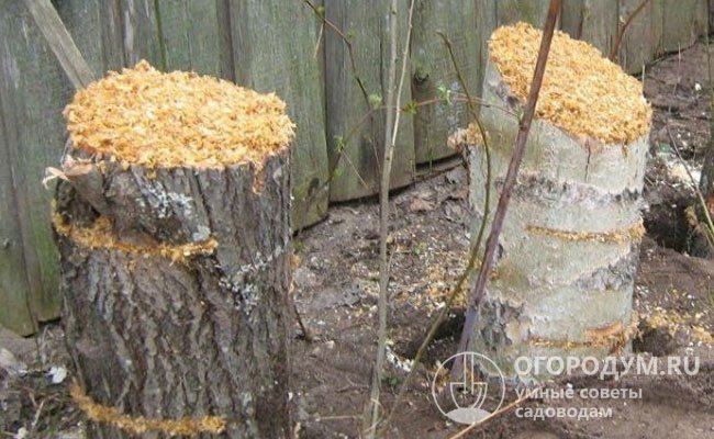 На пне делают углубления, куда помещают куски древесины с нанесенными на них грибными спорами, сверху присыпают опилками