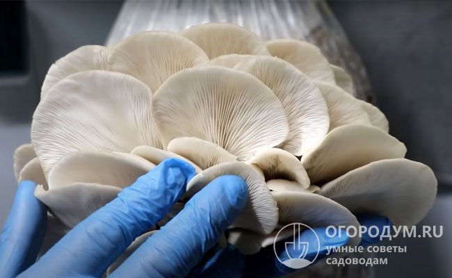 В свежем виде собранные грибы хранят в холодильнике: 5 дней при температуре +2 ℃, до 3 недель при −2 ℃