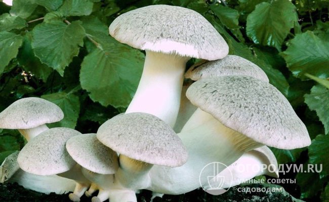 Королевская или степная – гриб высокого качества с белой или светло-желтой шляпкой, плотной сладковатой мякотью