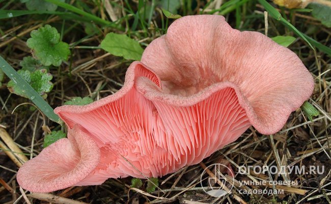 Семгово-соломенная – красивый быстрорастущий вид с плодовыми телами розового цвета