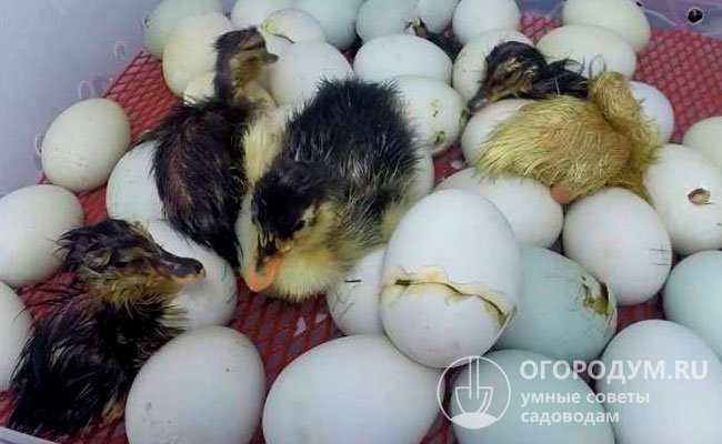 По отзывам птицеводов, показатели оплодотворенности яиц различных бройлерных уток в среднем составляют 93-95%