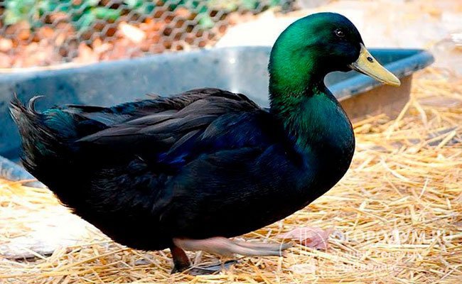 Птица обладает весьма впечатляющей внешностью: полностью черное оперение отливает изумрудно-зеленым или синеватым цветом и имеет яркий «металлический» блеск