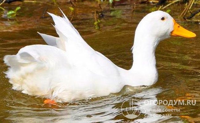 Наличие естественного или искусственного водоема позволяет организовать оптимальные условия для полувыгульного содержания водоплавающей птицы