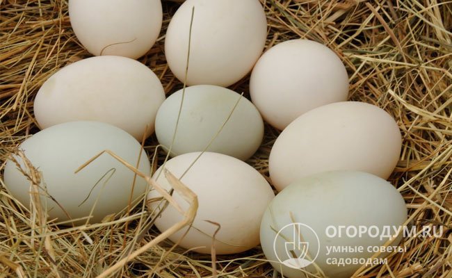 Яйца у «бегунов» крупные (весом до 80 г), с прочной скорлупой, окрашенной в оттенки от чисто белого до светло-оливкового