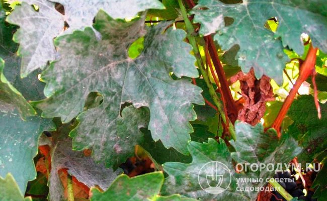 Оидиум распространяется по всем зеленым частям растения – побегам, листьям, гребням гроздей, ягодам. В народе его называют «пепелица», так как грибница на листовых пластинках напоминает серый пепельный налет