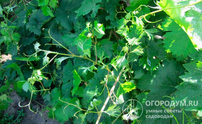 Саженцы винограда, пораженные короткоузлием (на фотографии), отличаются слабым ростом и деформацией вегетативных органов