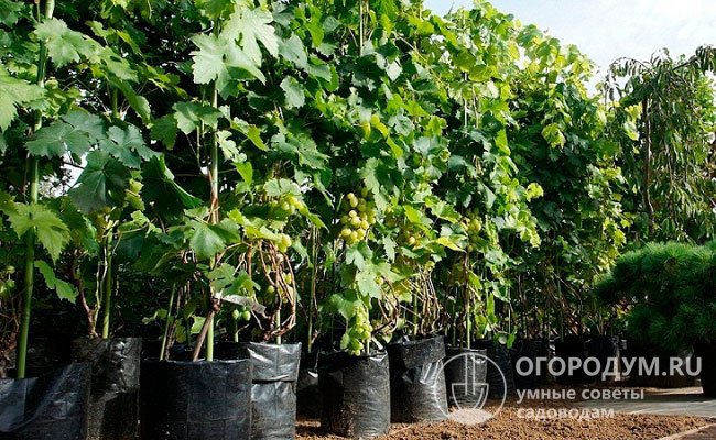 Срок жизни и продуктивность виноградных насаждений во многом определяются качеством посадочного материала