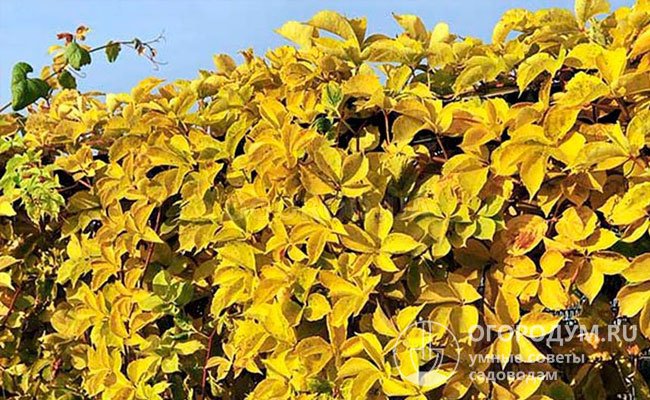 В ландшафтном дизайне нарядную осеннюю окраску «Желтой стены» часто используют как самостоятельный элемент, высаживая виноградный куст в качестве солитера