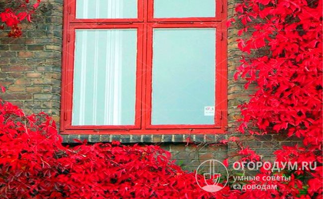 Роскошная, эффектно краснеющая листва Troki хорошо известна практически каждому городскому жителю