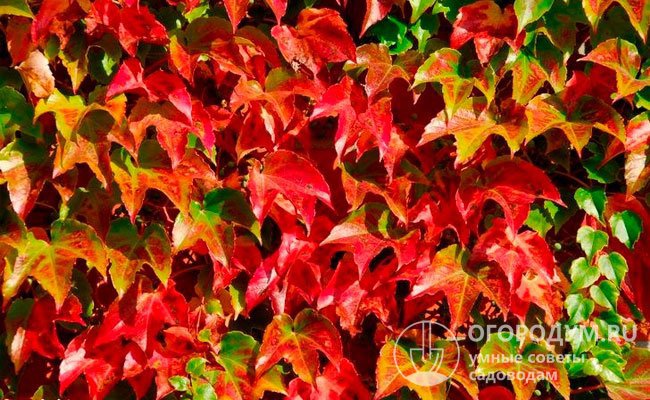 Особенно красиво лиана выглядит осенью, когда заросли становятся ярко-оранжевыми или пурпурными