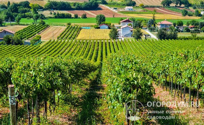 Виноградник закладывают не на один год, в винодельческих областях возделывание традиционно продолжается на протяжении столетий