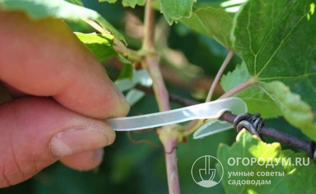 Некоторые виноградари используют готовые пластиковые фиксаторы при осуществлении «зеленых» подвязок