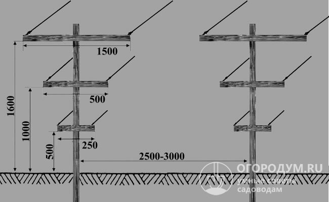 Схематичный чертеж вертикальной шпалеры для формирования двух наклонных плоскостей
