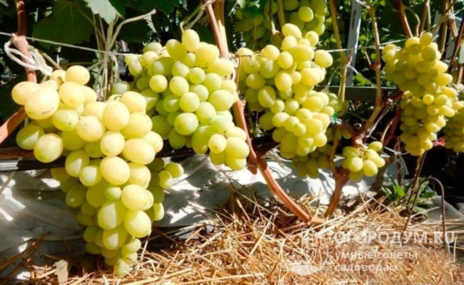 Виноград «Лора» (на фото) радует садоводов-любителей высокой урожайностью, товарностью и вкусовыми качествами плодов