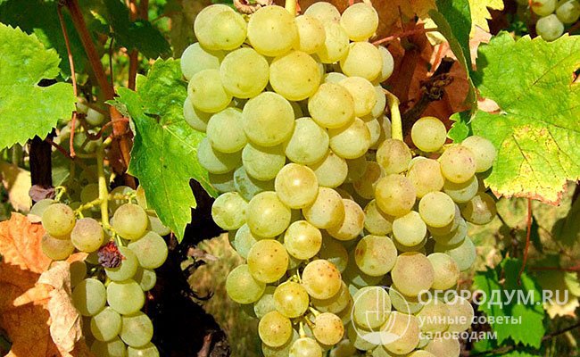 Виноград «Димят» отличается стабильной и высокой урожайностью (12-18 т/га)