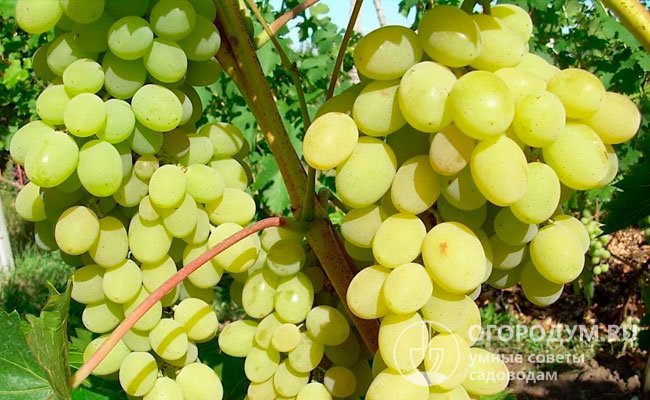Сорта белого винограда: описание, фото, отзывы, характеристика