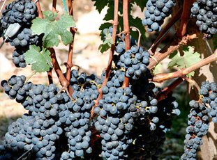 Сорта черного винограда