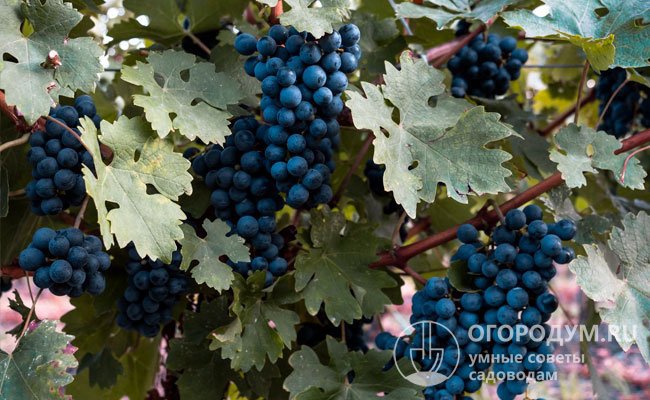 Из винограда «Каберне фран» получают сок отличного качества