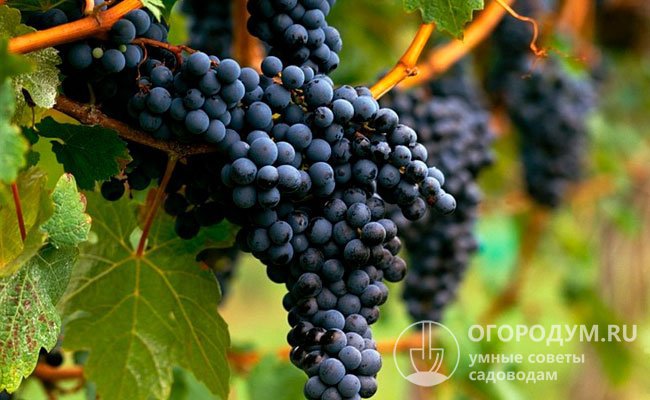Сорт высокоурожайный: с 1 гектара в среднем получают более 10 тонн винограда