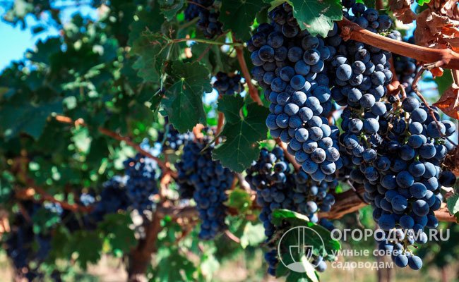 «Саперави» (на фото) – знаменитый грузинский виноград, относящийся к эколого-географической группе сортов бассейна Черного моря