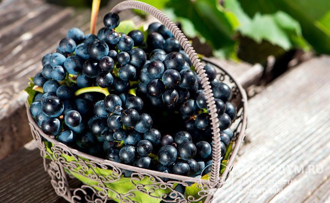 Сорта черн��го винограда: описание, фото, отзывы, характеристика