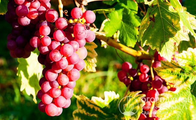 Из винограда «Радость Леонидов» получаются ароматные соки, белые сухие вина превосходного качества, а также игристые, десертные и сладкие