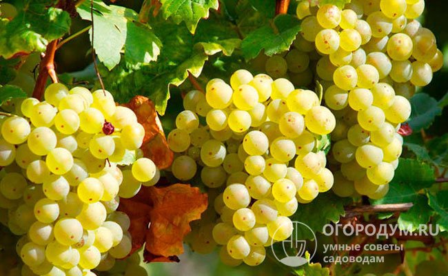 «Бианка» (на фото) успешно культивируется во многих виноградарских регионах Европы, в том числе в Германии, где очень высокие требования к качествам вин