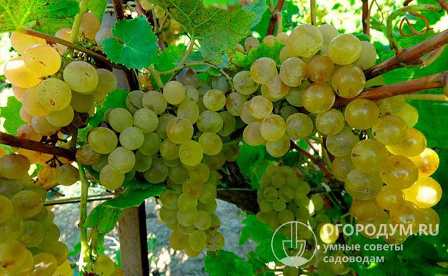 Плоды используют в основном для переработки – изготовления столовых (типа хереса), игристых и сухих вин, соков, но они хорошо подходят и для употребления в свежем виде