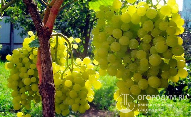 Виноград «Алешенькин» (на фото) приносит отличные сверхранние урожаи золотисто-янтарных ягод с приятным десертным вкусом