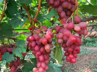 Виноград «Анюта»: описание сорта, фото и отзывы