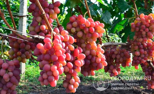 В промышленных насаждениях Анапо-Таманской зоны виноградарства зафиксирован урожай на уровне 21 т/га