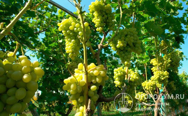 При возделывании «Аркадии» в степном Крыму (г. Саки) зафиксирована урожайность 24,2 т/га (по 18,16 кг с одного куста)