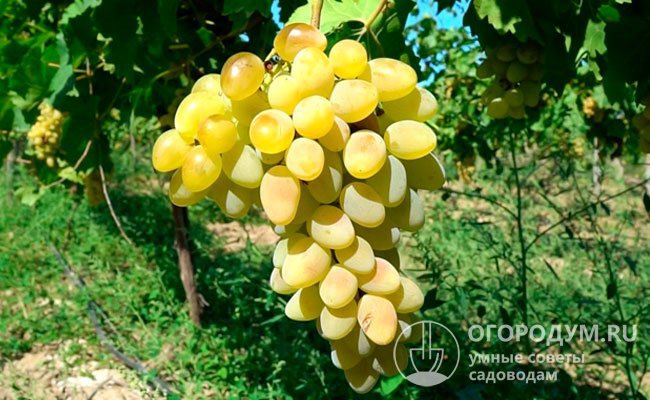 Виноград «Августин» (на фото) обеспечивает одинаково стабильную урожайность и в южных регионах нашей страны, и в Средней полосе, и на Урале