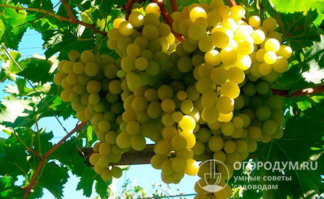 «Плевен» (на фото) – сорт винограда, использованный в качестве одной из родительских форм