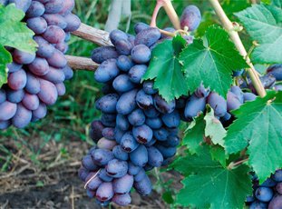 Виноград «Байконур»: описание сорта, фото и отзывы