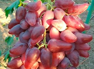 Виноград «Дубовский розовый»: описание сорта, фото и отзывы