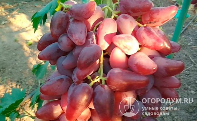 Визитная карточка винограда «Дубовский розовый» (на фото) – крупные по размерам и оригинальные по форме красно-розовые ягоды с прекрасным вкусом