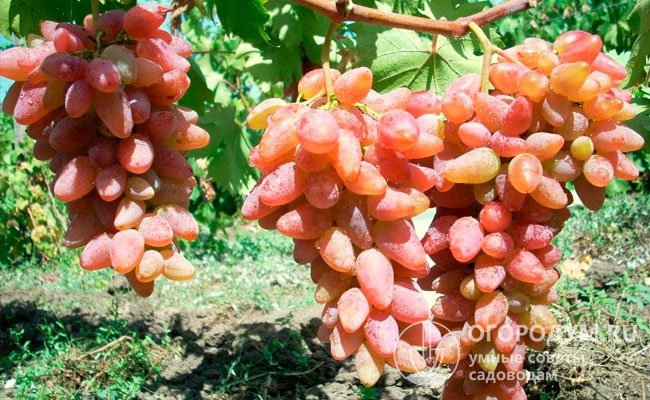 Высокая урожайность, товарность плодов, их транспортабельность и превосходный вкус делают сорт перспективным для коммерческого виноградарства