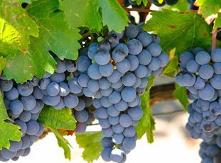 Виноград «Изабелла»: описание сорта, фото и отзывы