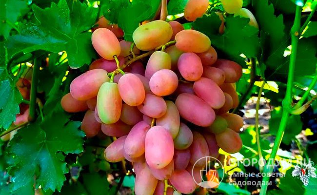 Виноград «Юлиан» (на фото) радует садоводов сверхранними сроками созревания нарядных гроздей и сладкими ягодами с мускатным вкусом