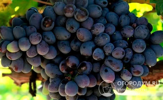 Виноград Юпитер: описание сорта, фото, отзывы, видео
